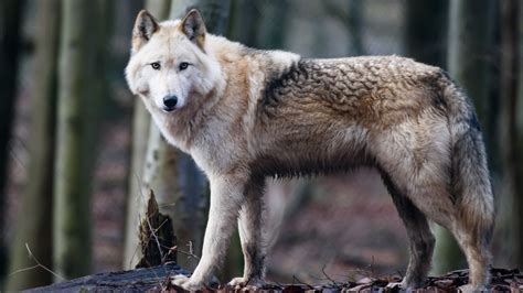 Pet 'wolf-hybrid' kills 3-month-old baby in Alabama: sheriff's office ...