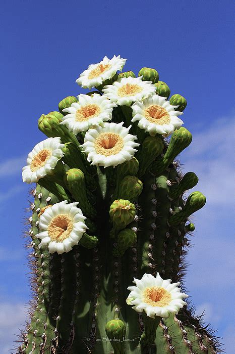 Arizona State Flower- The Saguaro Cactus Flower Carry-all Pouch for Sale by Tom Janca