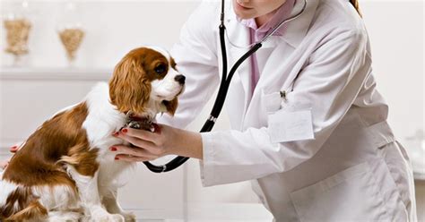 A Market assessment of Animal Healthcare Industry-Landscape of Vaccines and Diagnostics Sector ...