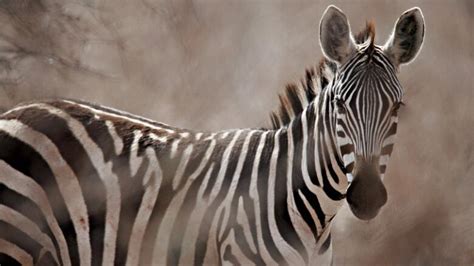 Zebra stripes not camouflage, University of Calgary study finds | CBC News