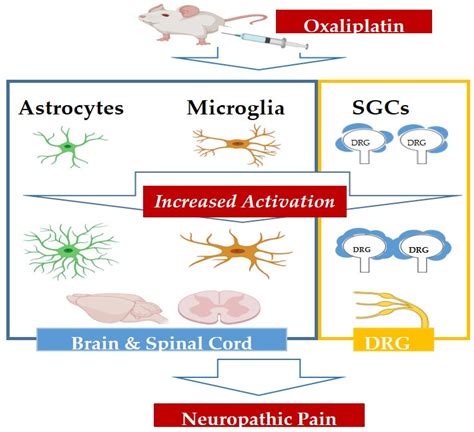 Biomedicines | Free Full-Text | The Role of Satellite Glial Cells ...