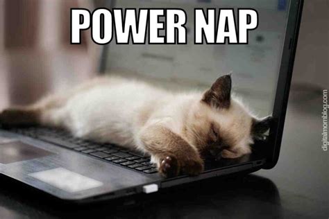 40 Best Nap Memes About Those Mid Day Sleeps