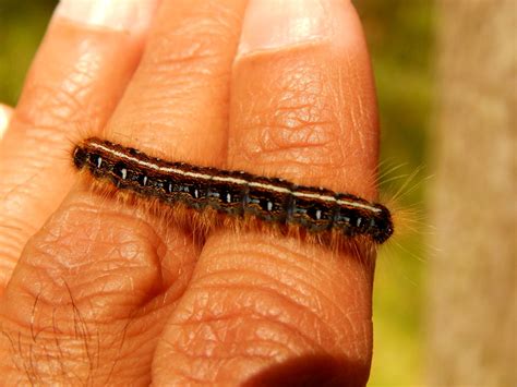 Capital Naturalist by Alonso Abugattas: Tent Caterpillars