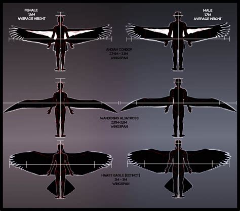 Haast Eagle Size Compared To Human