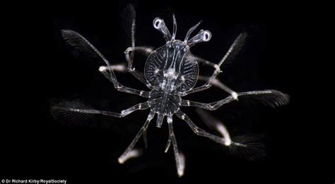 Unexpected beauty of plankton: Magnified photographs showcase ...