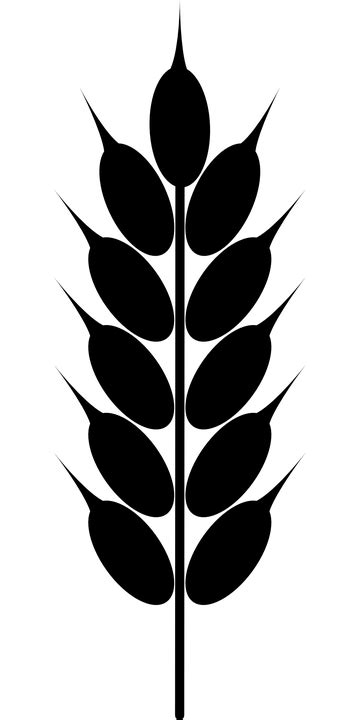 Grain Wheat Crop · Free vector graphic on Pixabay