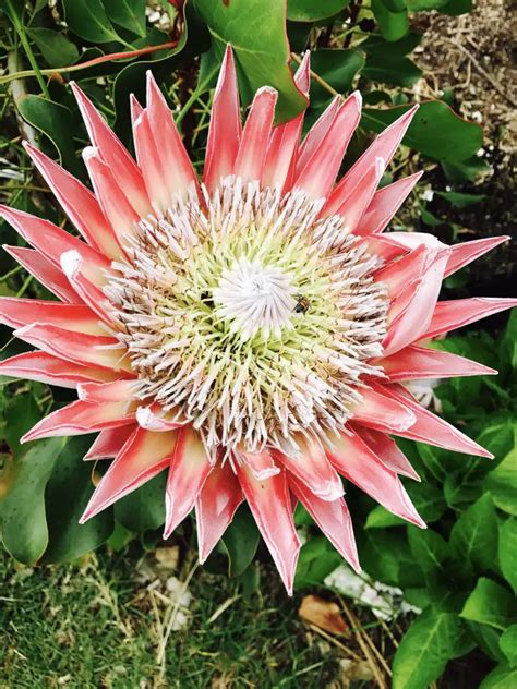 Protea (Protea) – A to Z Flowers