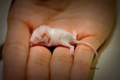 Newborn Baby Mouse stock image. Image of mouse, animal - 46603833