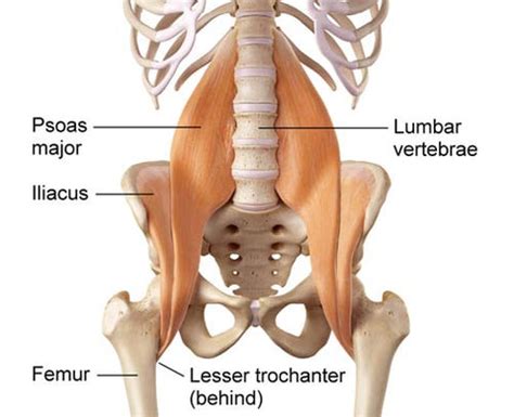 19 Best Psoas Muscle Exercises & Stretches - SET FOR SET