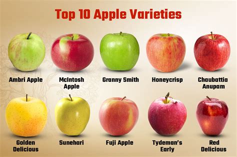 15 Indian Apple Varieties And Which One Is The Best The, 46% OFF