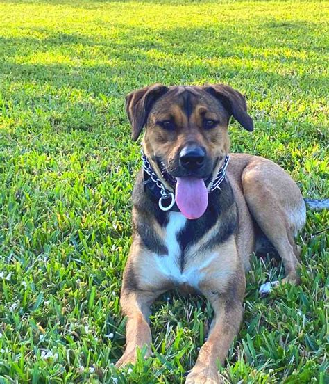 Bailey the German Shepherd, Labrador, Terrier Mix - DogPerDay