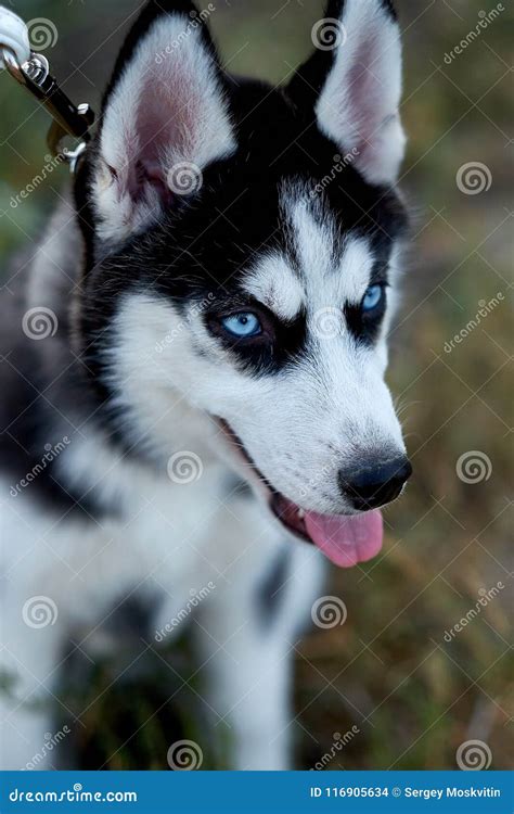 Muzzle Siberian Husky with Blue Eyes Stock Photo - Image of muzzle, background: 116905634