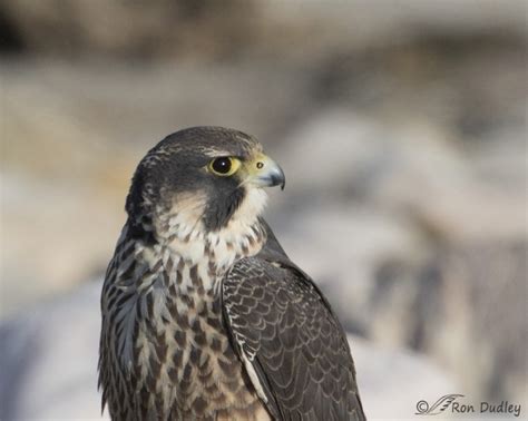 Juvenile Peregrine Falcon (plus a look at the falcon “nostril cone ...