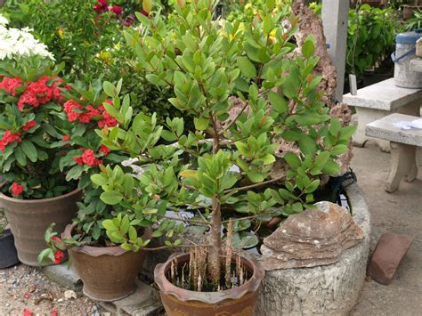 mangrove grown as pot plant