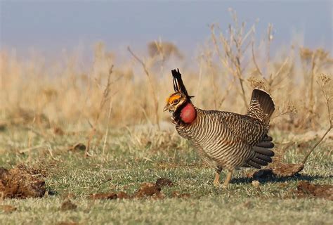 Lesser-prairie-Chicken – Birding Locations