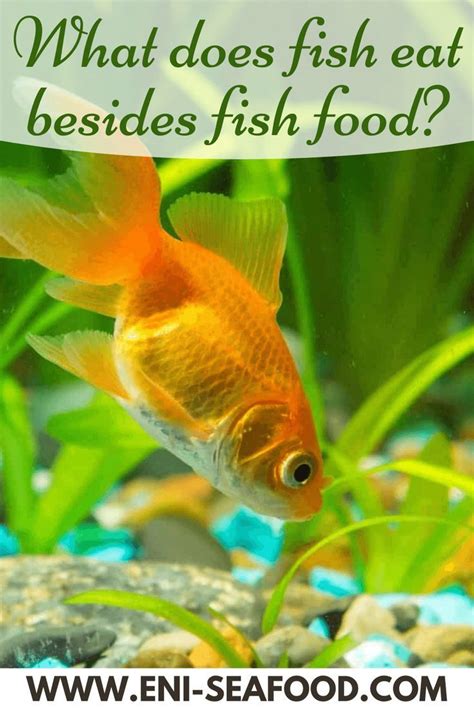 What Food Do Tropical Fish Eat? - Pet Food Guide