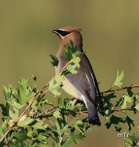 Birds of a Feather - Mike Reardon Wildlife