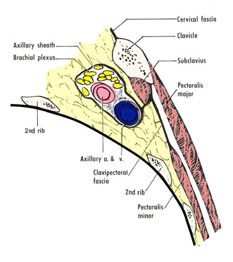 clavipectoral fascia and its relation to the axillary sheath | Plexus products, Brachial ...