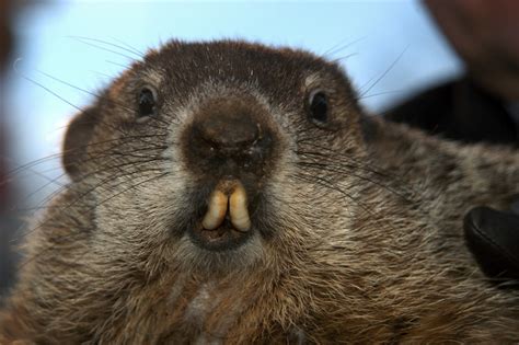 Facts about groundhogs | Live Science