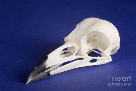 American Crow Skull Photograph by Ted Kinsman