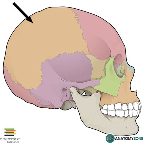 Parietal Bone • Musculoskeletal, Skeletal • AnatomyZone