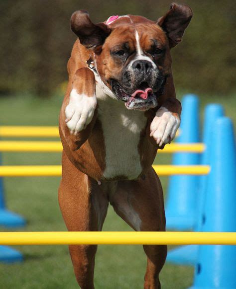 14 Boxer agility ideas | boxer, dog agility, boxer dogs