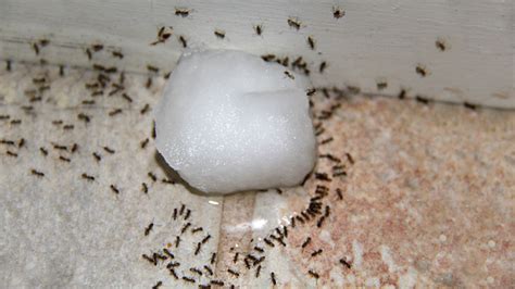 Boric Acid Sugar Recipe To Kill Ants | Besto Blog