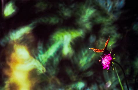 Butterfly flies into horror movie | large on black, white, s… | Flickr