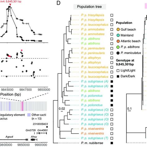 Evolutionary history of the derived light Agouti allele. (A) EHH decay ...