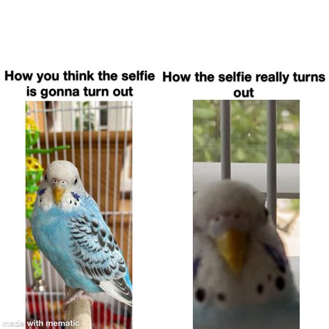 Bird meme : r/parrots