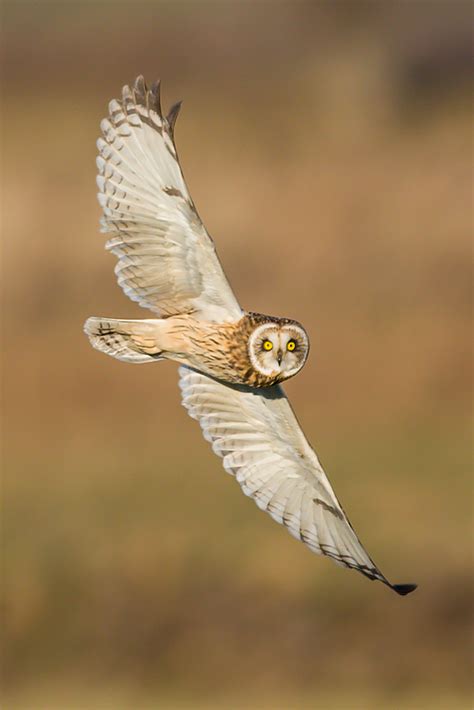 Fine wildlife photography | St Ives Photographic Club