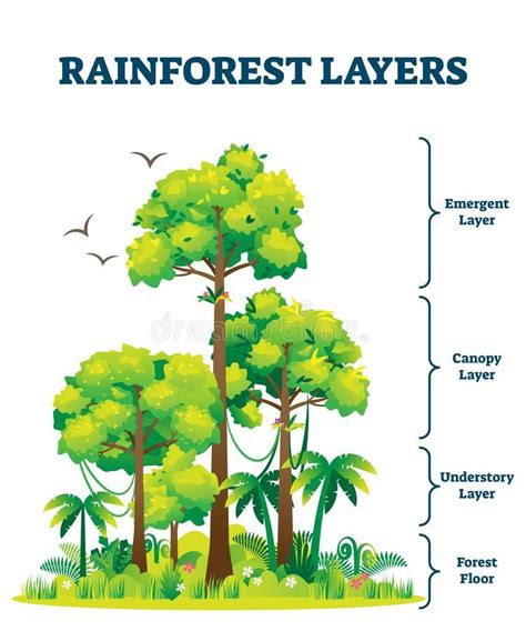 Rainforest Layers Vector Illustration. Jungle Structure Educational ...