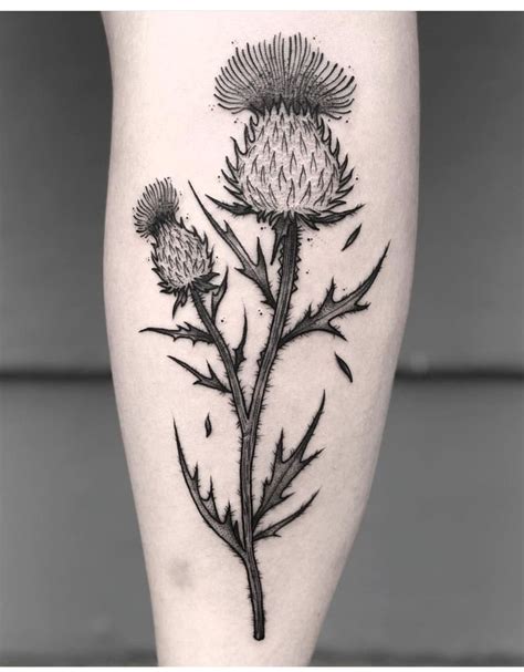 Pin by Т.М.В. on поиск | Thistle tattoo black, Thistle tattoo, Thistle flower tattoo