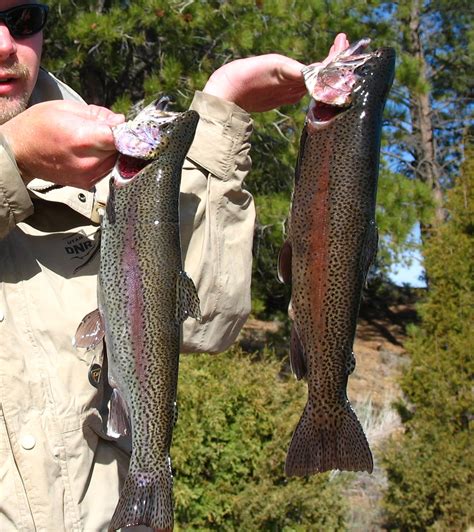 Fish Utah -- Division of Wildlife Resources