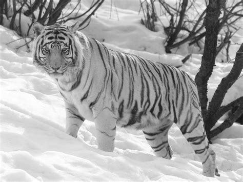 wallpaper: White Tiger Wallpapers