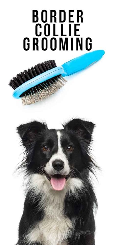 Border Collie Grooming - Step By Step Guide And Top Tips To Healthy Fur