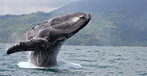 Blue Whale vs Humpback Whale: 5 Key Differences - A-Z Animals