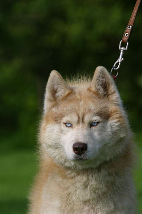 Angry Husky Dog Portrait Royalty Free Stock Images - Image: 12964799