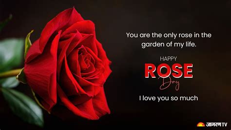 Happy Rose Day 2024: Send Heartwarming Wishes, Messages, Quotes, and Images, Status To Your ...