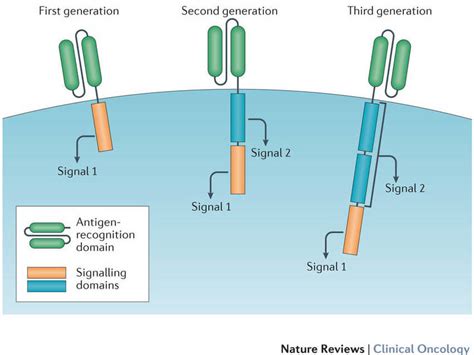 CAR T Cells: Engineering Immune Cells to Treat Cancer - NCI