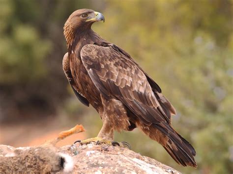 What Is The National Bird of Mexico? (And Why) | Birdfact