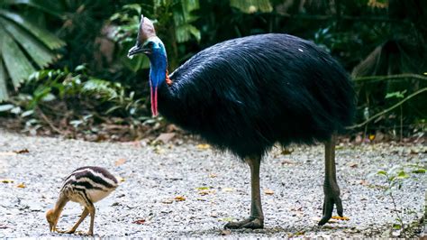 The Community for Coastal and Cassowary Conservation - Concrete Playground