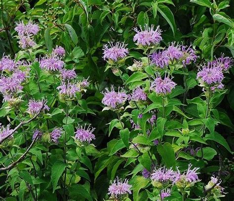 Wild Bergamot (Monarda Fistulosa) in Manitoba | Edible plants, Wild plants, Planting herbs