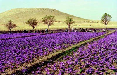 Moroccan Saffron Harvesting & Saffron Tour, Morocco Travel Guide ...