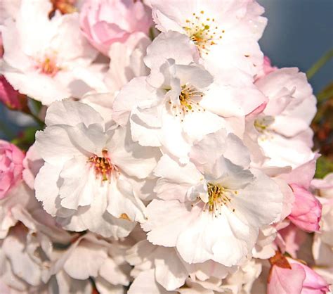 Prunus serrulata Amanogawa | Flowering cherry from Practicality Brown