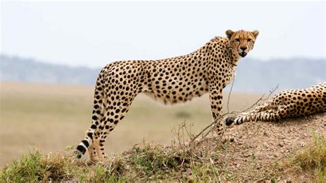 Indian Oil Rs. 50 Cr Under CSR - Cheetah Reintroduction Project