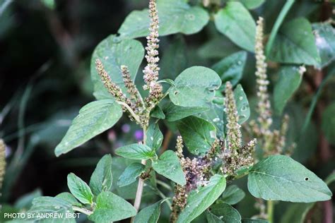 Ako si ANDREW IBOT!: Kulitis (Amaranthus spinosus L)