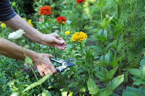 Why Are My Zinnia Leaves Turning Brown? - The Practical Planter