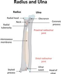 Search photos "ulnar notch"