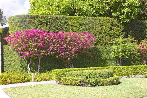 10 Bougainvillea Uses for Gardeners | Landscaping with Bougainvillea